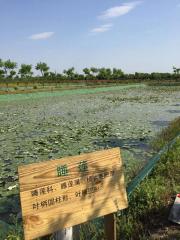 睡莲