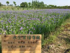 水生常鸢尾