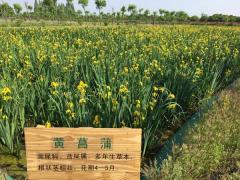 黄菖蒲