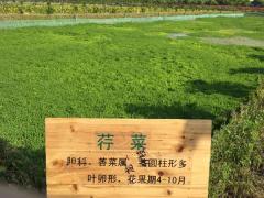 荇菜