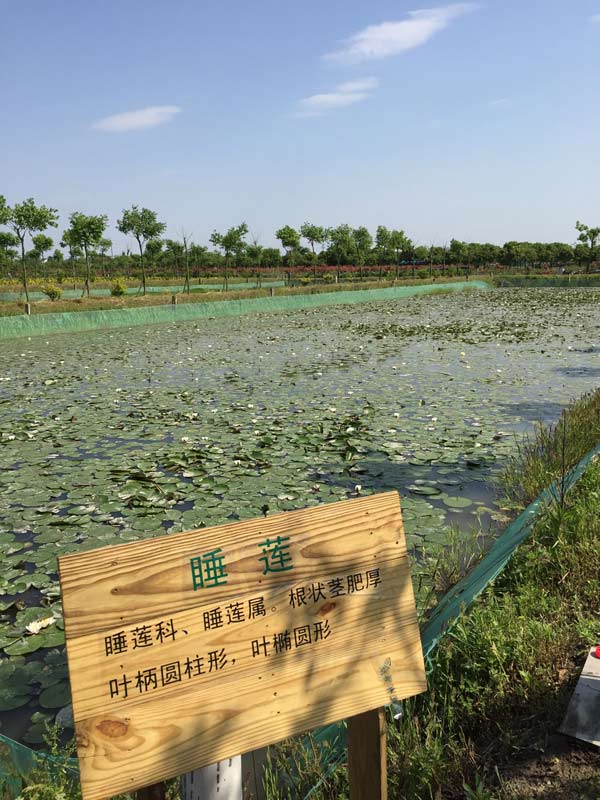 睡莲