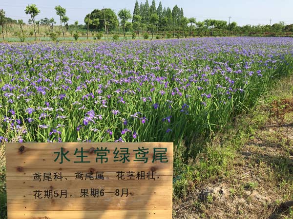 水生常鸢尾
