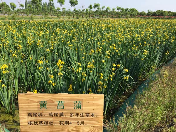 黄菖蒲